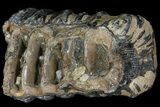 Partial Southern Mammoth Molar - Hungary #111853-1